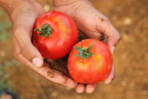 Tomaten